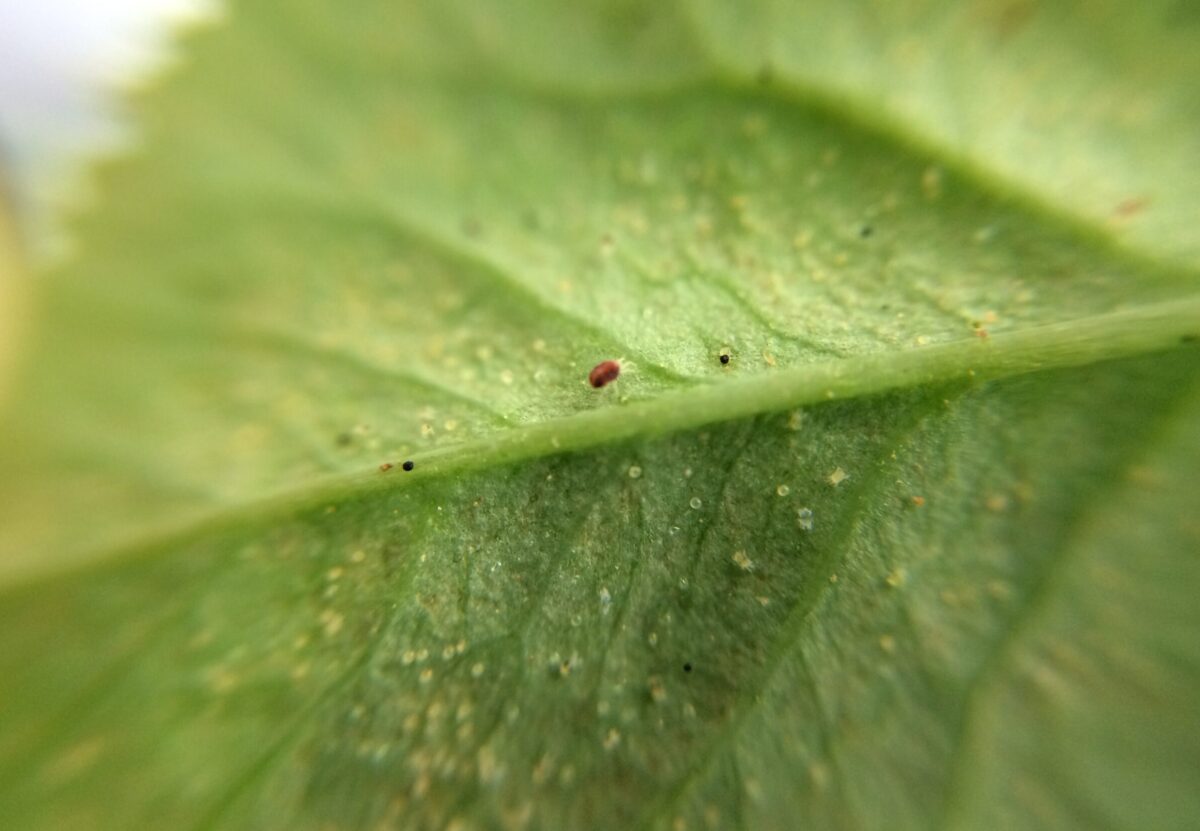 ハダニは早期発見 早期駆除 読みもの Central Rose