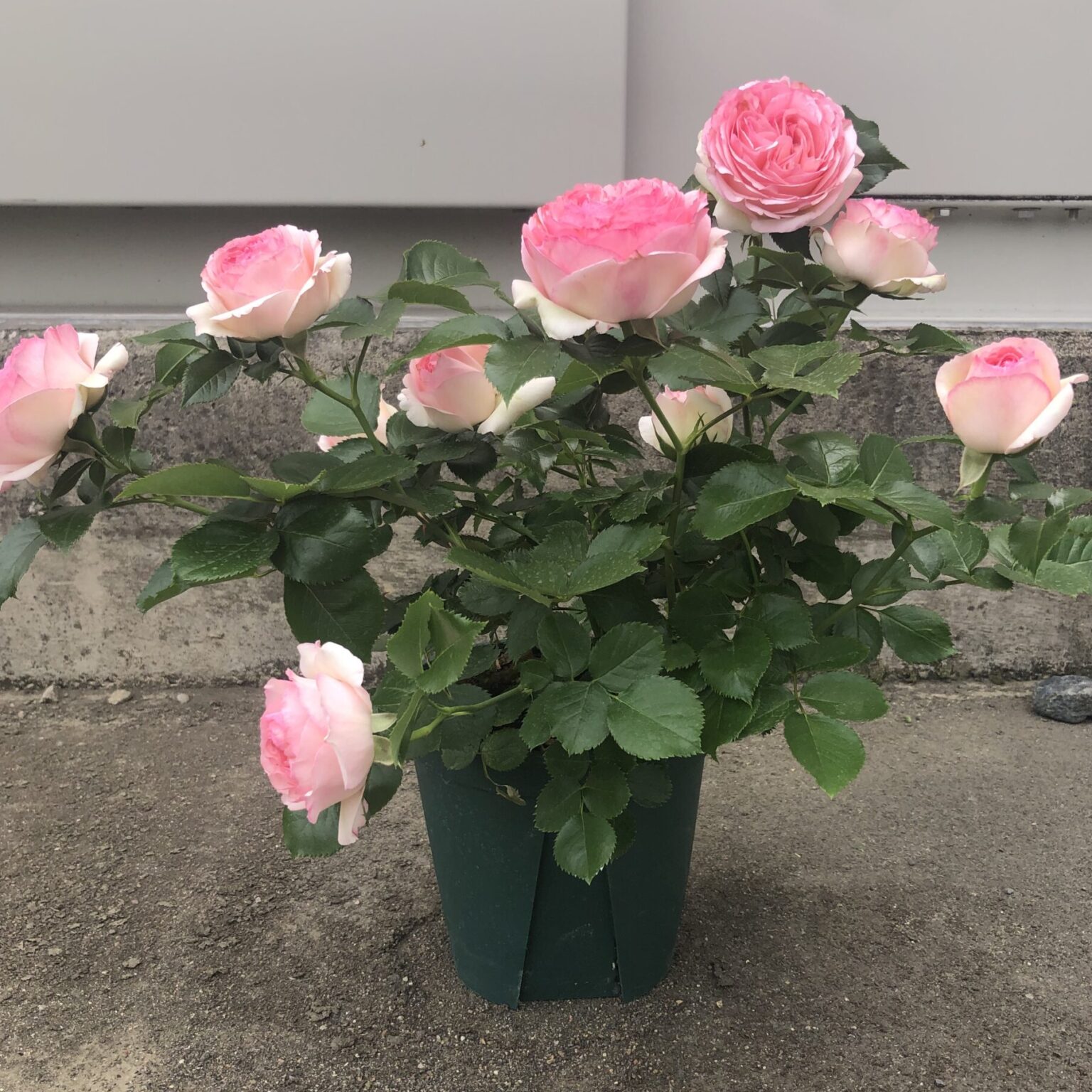 バラ 育て 方鉢植え | バラの育て方 初心者 鉢植え – TGTCE