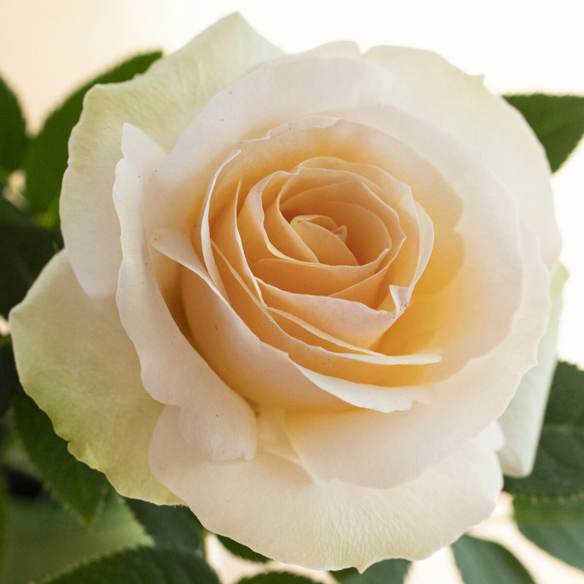 Forever Rose 読みもの Central Rose