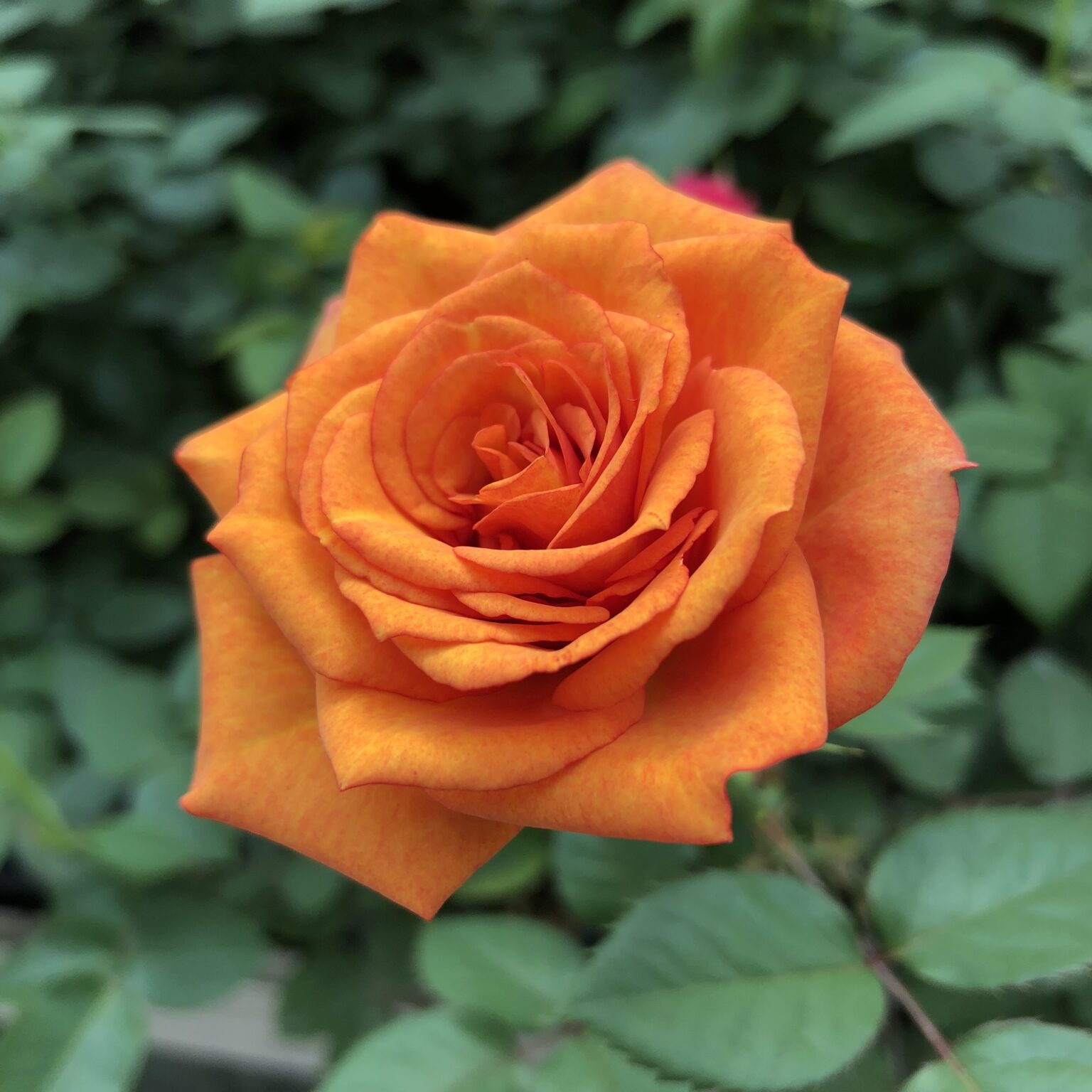 Forever Rose 読みもの Central Rose