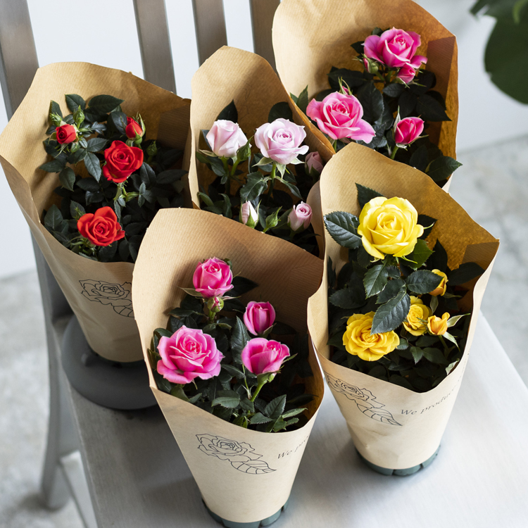 Forever Rose