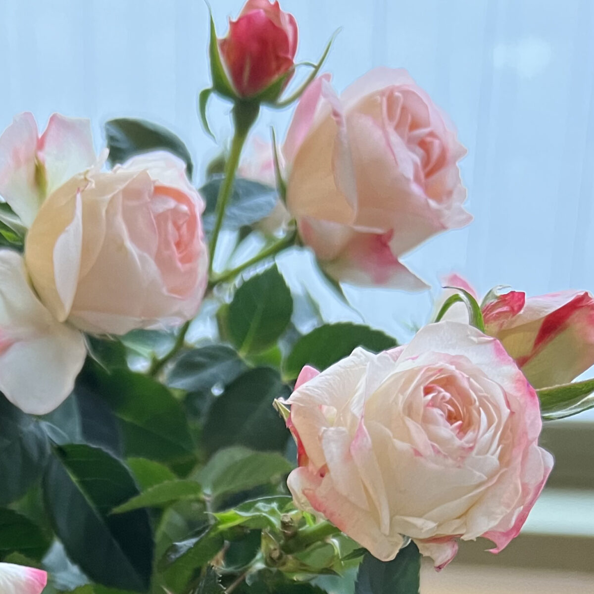 2024年母の日に贈りたい、おすすめの一鉢。 – 読みもの Central Rose