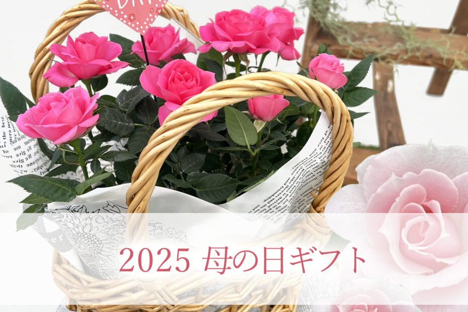 母の日フラワーギフト 2025 プレゼントにおすすめのミニバラ