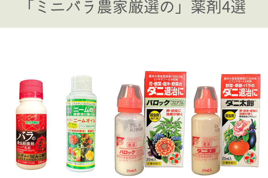 ハダニ対策 – ミニバラ農家厳選の「家庭用農薬4選」 – 読みもの Central Rose