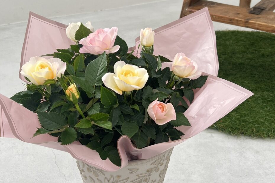 母の日にもらった鉢植えミニバラの寿命は？どうしたら長持ちする