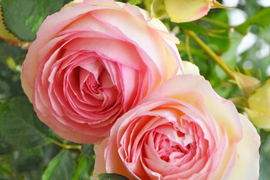 人気のバラ-ピエールドゥロンサールの育て方 – 読みもの Central Rose