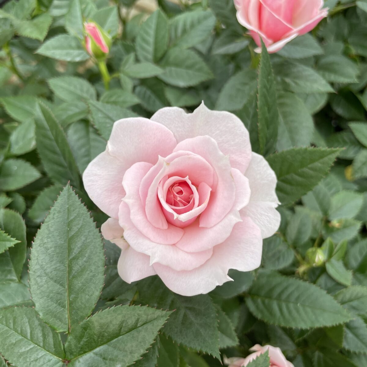 3月～5月春のミニバラの管理方法。花がよく咲く旬の季節です