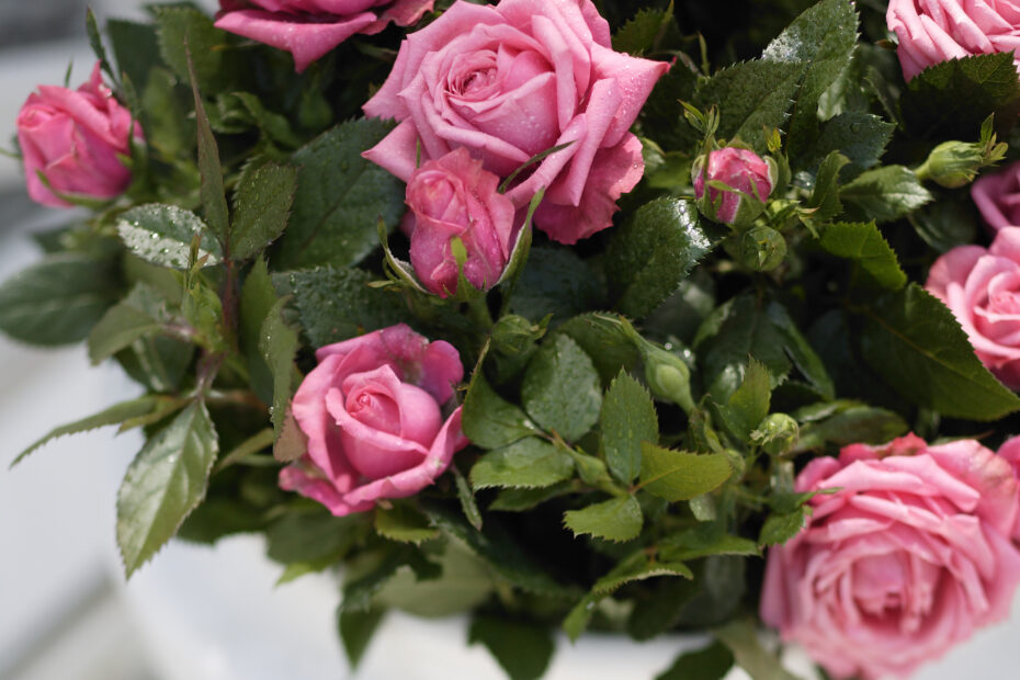 3月～5月春のミニバラの管理方法。花がよく咲く旬の季節です