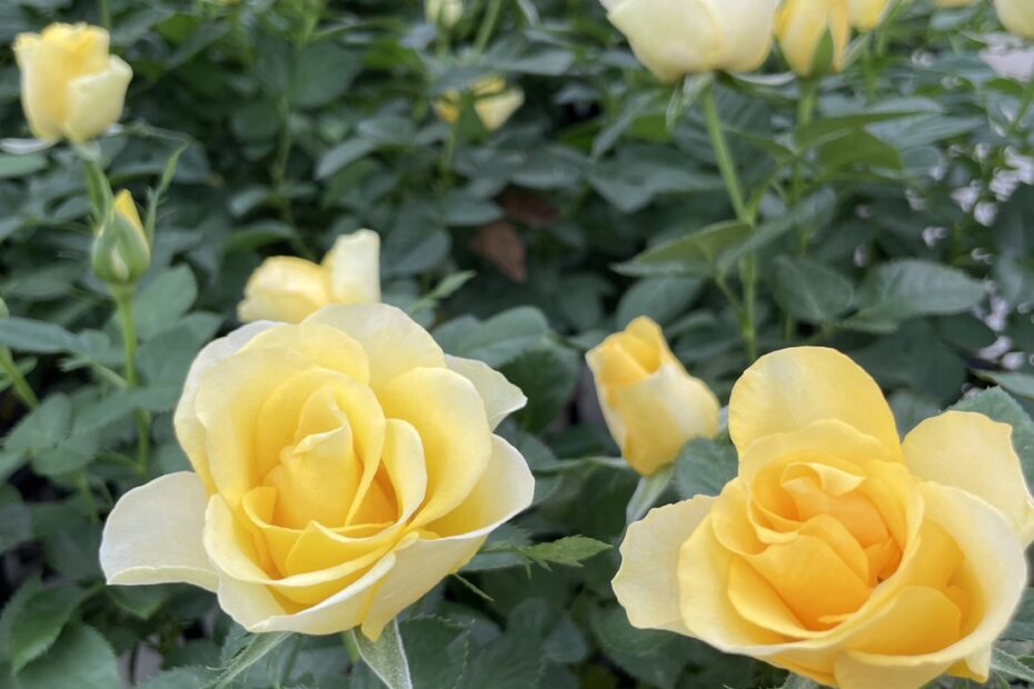 中大輪】イエローインフィニティ – 読みもの Central Rose