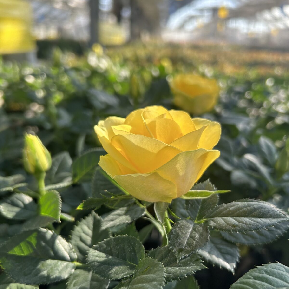 中大輪】イエローインフィニティ – 読みもの Central Rose