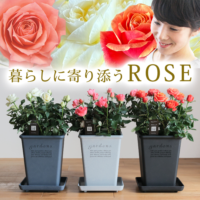 母の日フラワーギフト 2026 プレゼントにおすすめのミニバラ